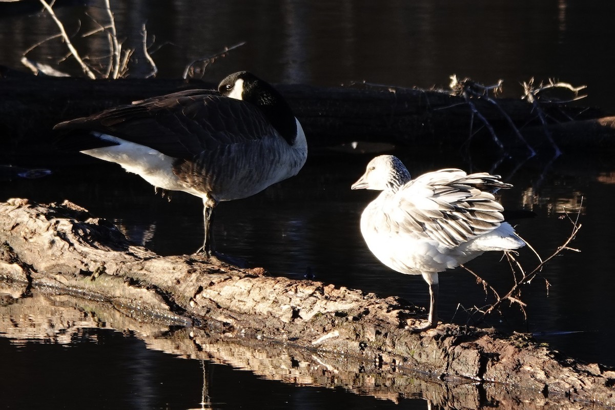 Snow Goose - ML628746126