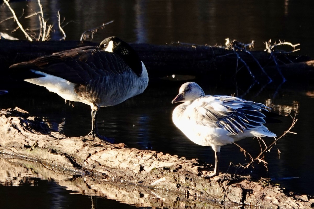 Snow Goose - ML628746127