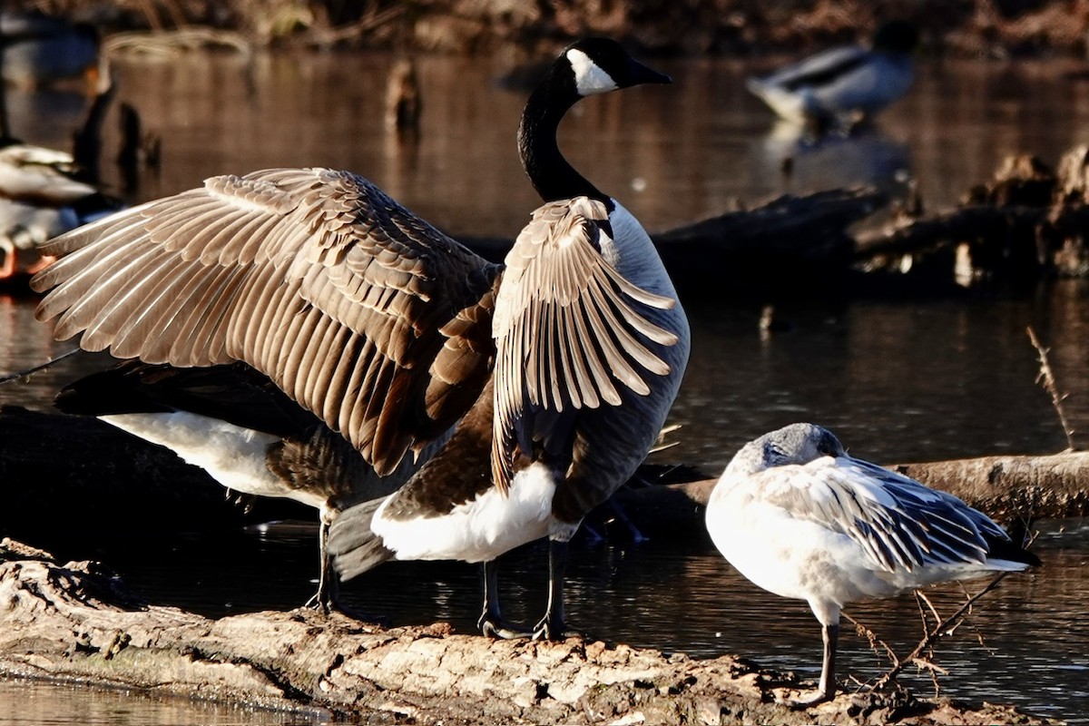 Canada Goose - ML628746152