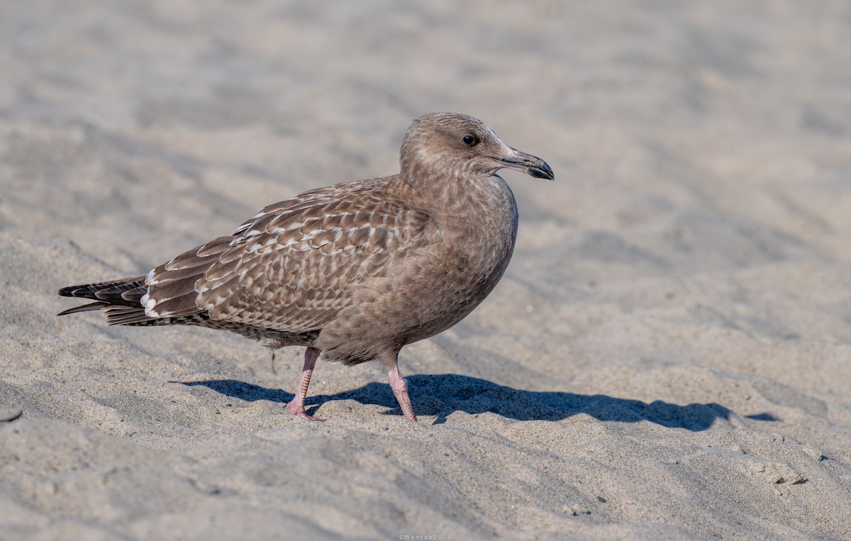 American Herring Gull - ML628746183