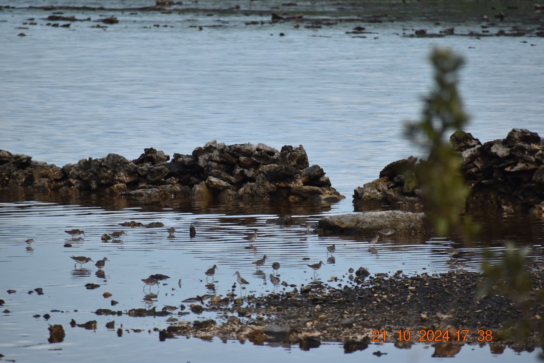 高蹺濱鷸 - ML628746228