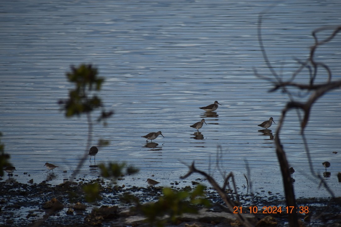 高蹺濱鷸 - ML628746235