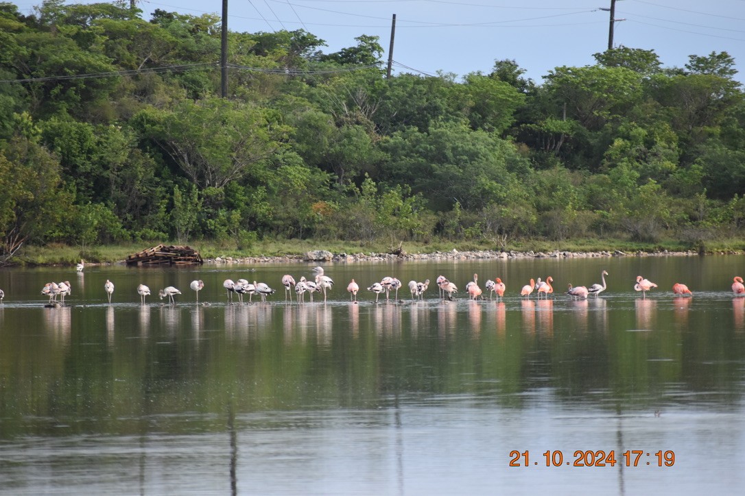 American Flamingo - ML628746237