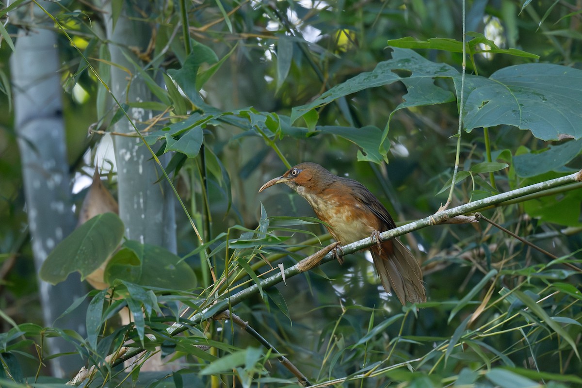 Rusty-cheeked Scimitar-Babbler - ML628746290