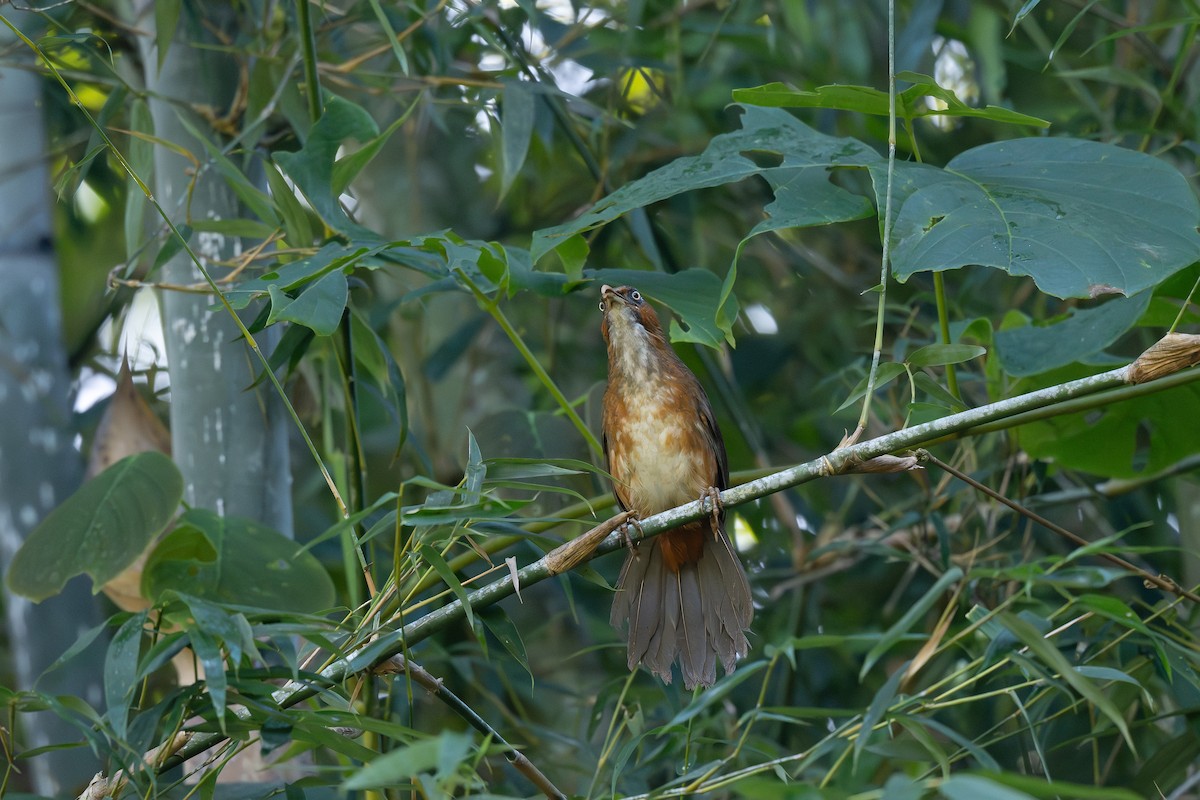 Rusty-cheeked Scimitar-Babbler - ML628746291