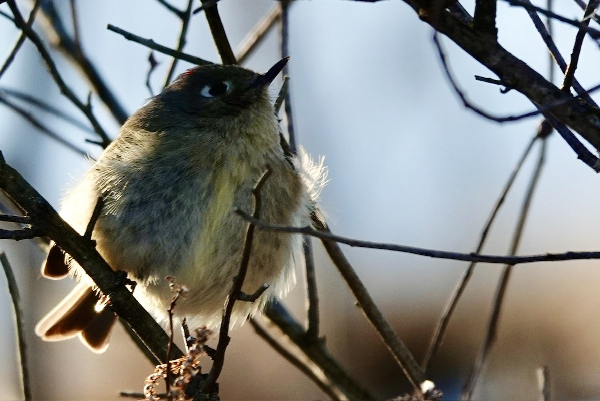 Ruby-crowned Kinglet - ML628746292