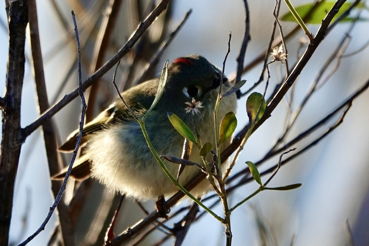 Ruby-crowned Kinglet - ML628746293