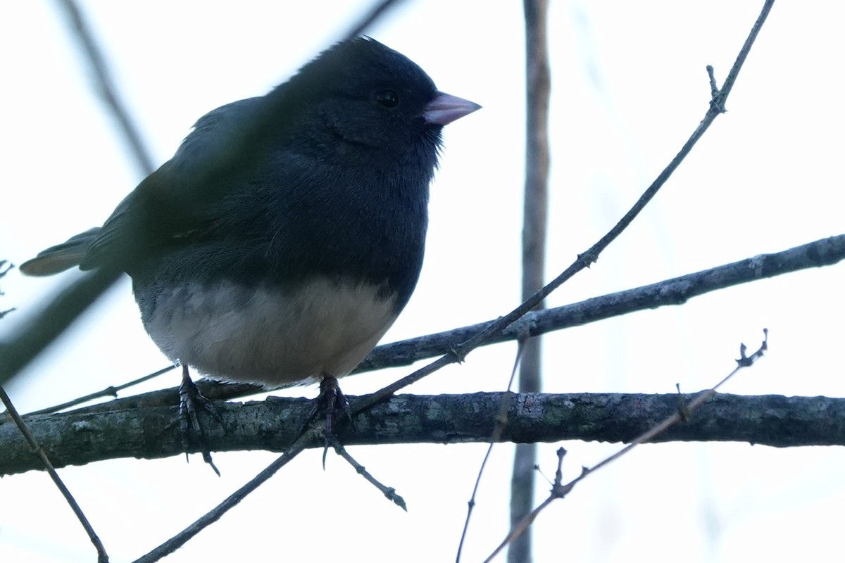 Dark-eyed Junco (Slate-colored) - ML628746303