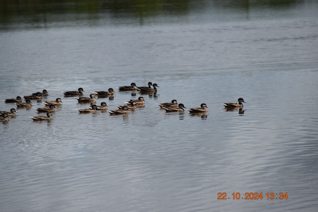 White-cheeked Pintail - ML628746369