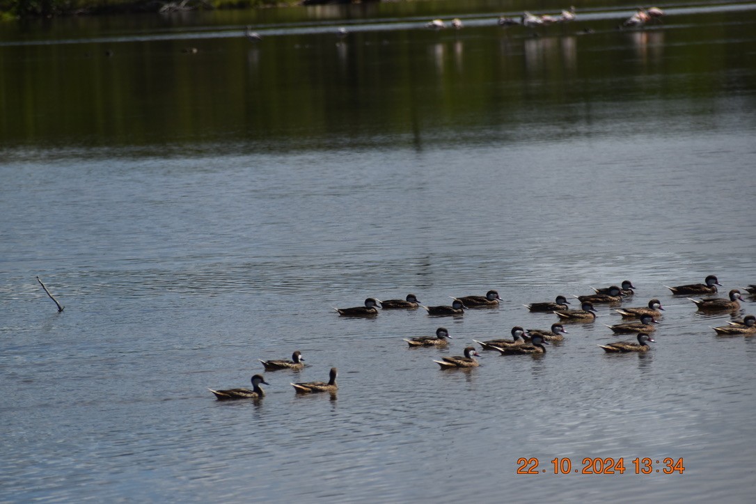 White-cheeked Pintail - ML628746373
