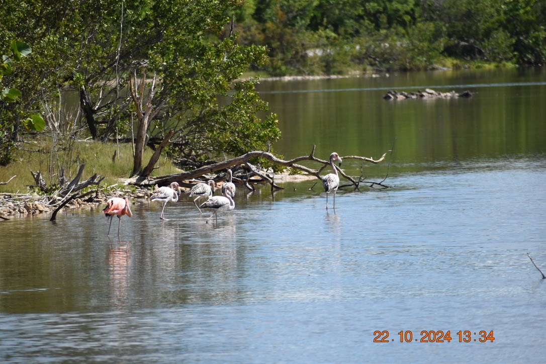 American Flamingo - ML628746376