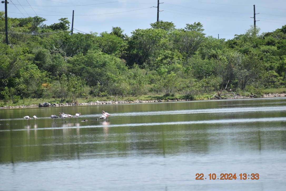 American Flamingo - ML628746383