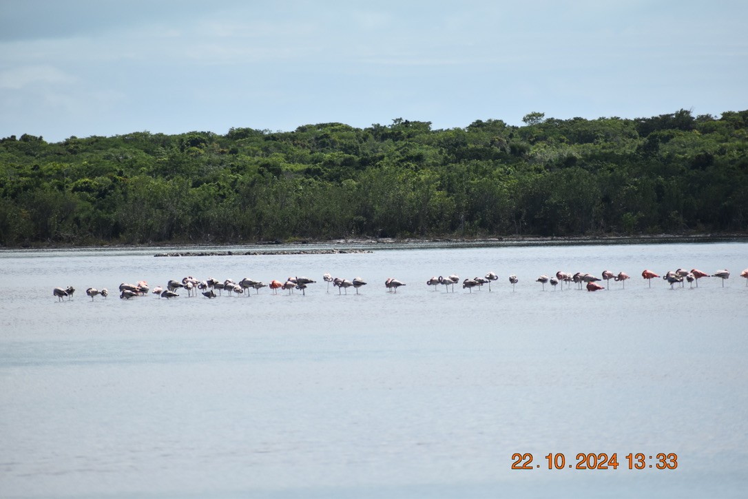 American Flamingo - ML628746395