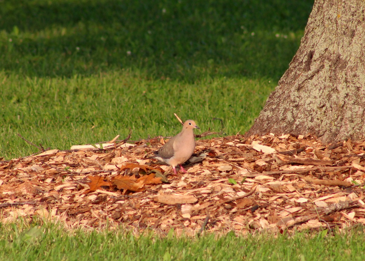 Mourning Dove - ML628746452