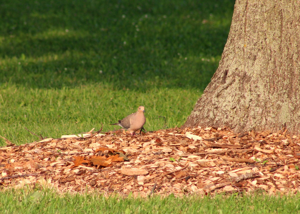 Mourning Dove - ML628746453