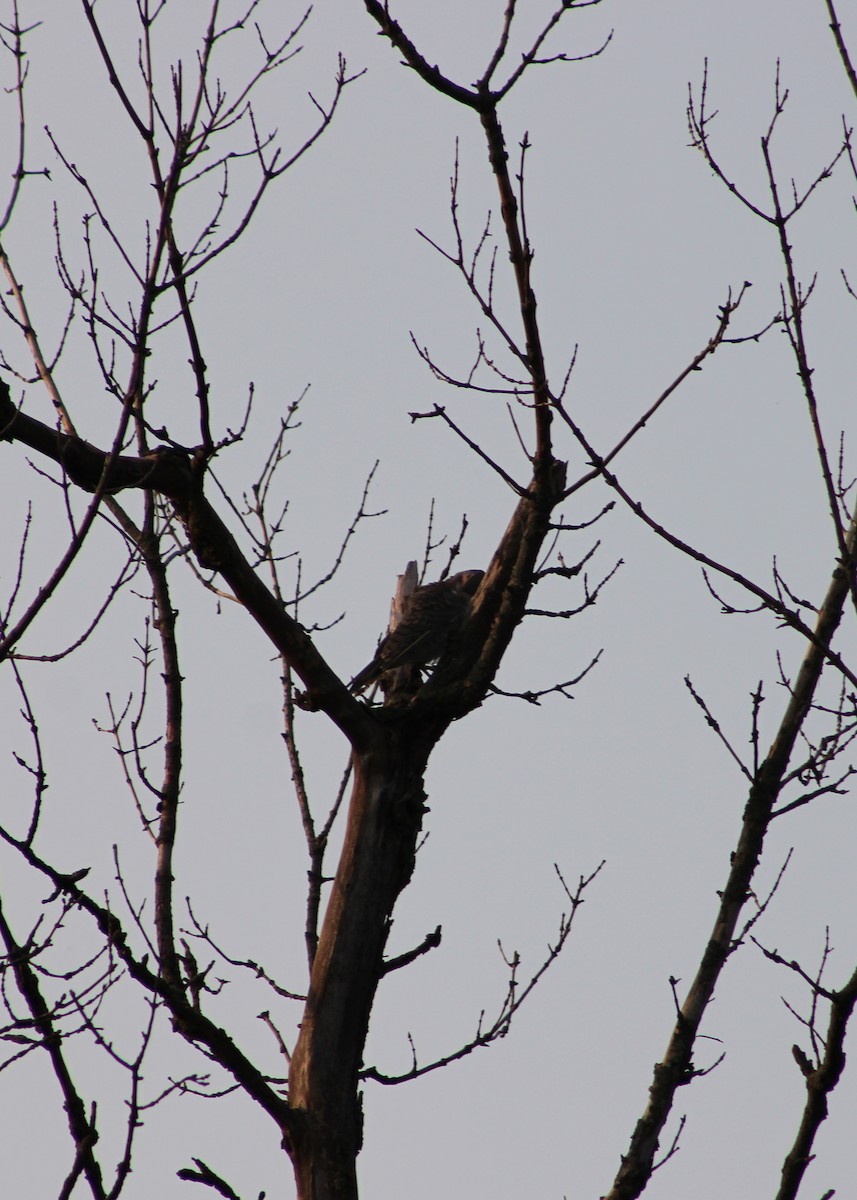 Northern Flicker - ML628746489
