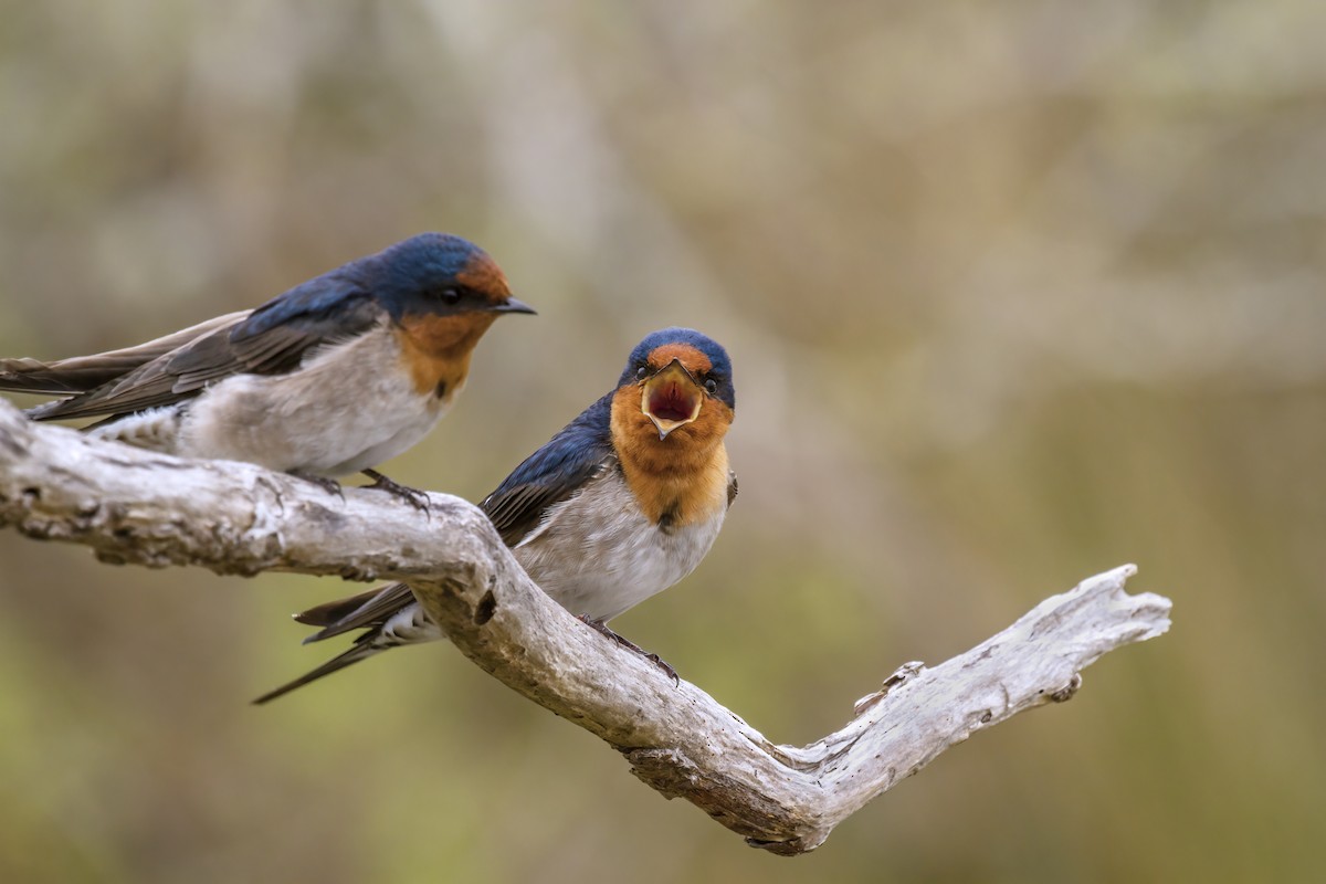 Welcome Swallow - ML628746496