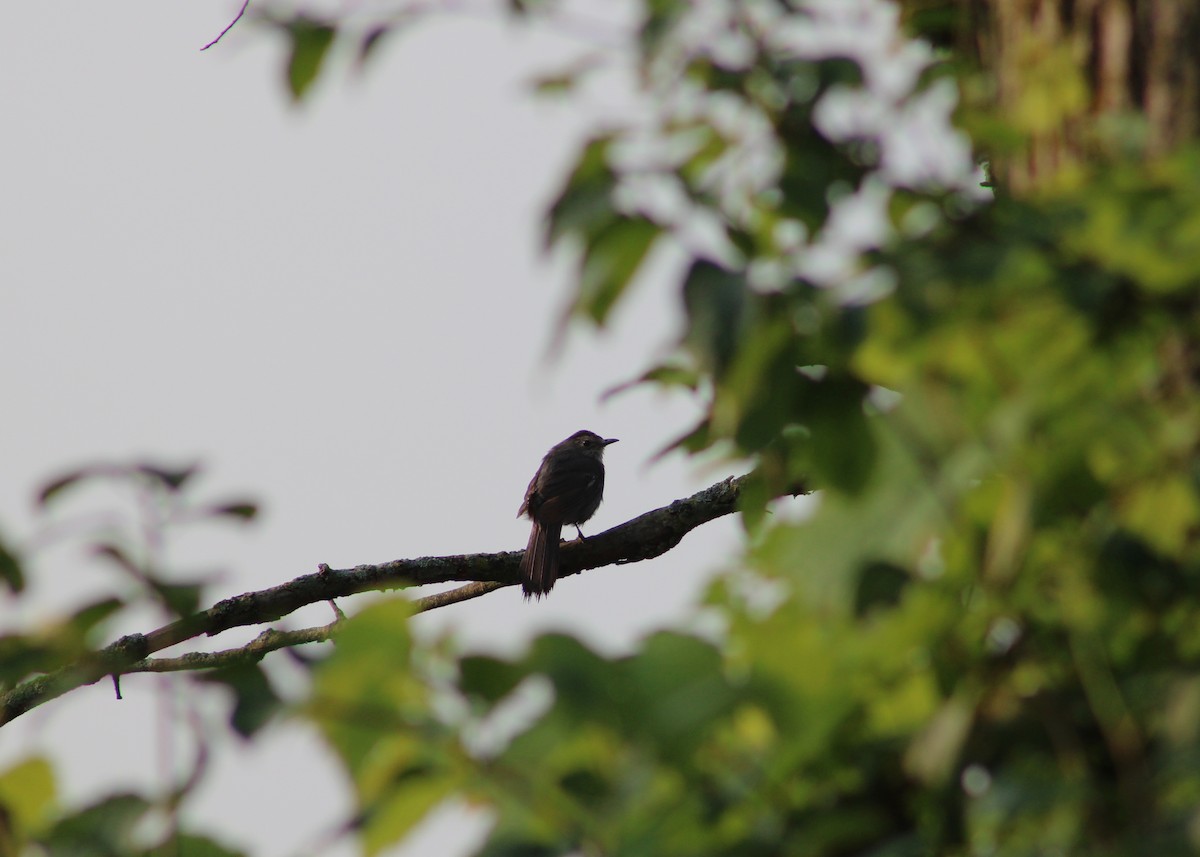 Gray Catbird - ML628746504