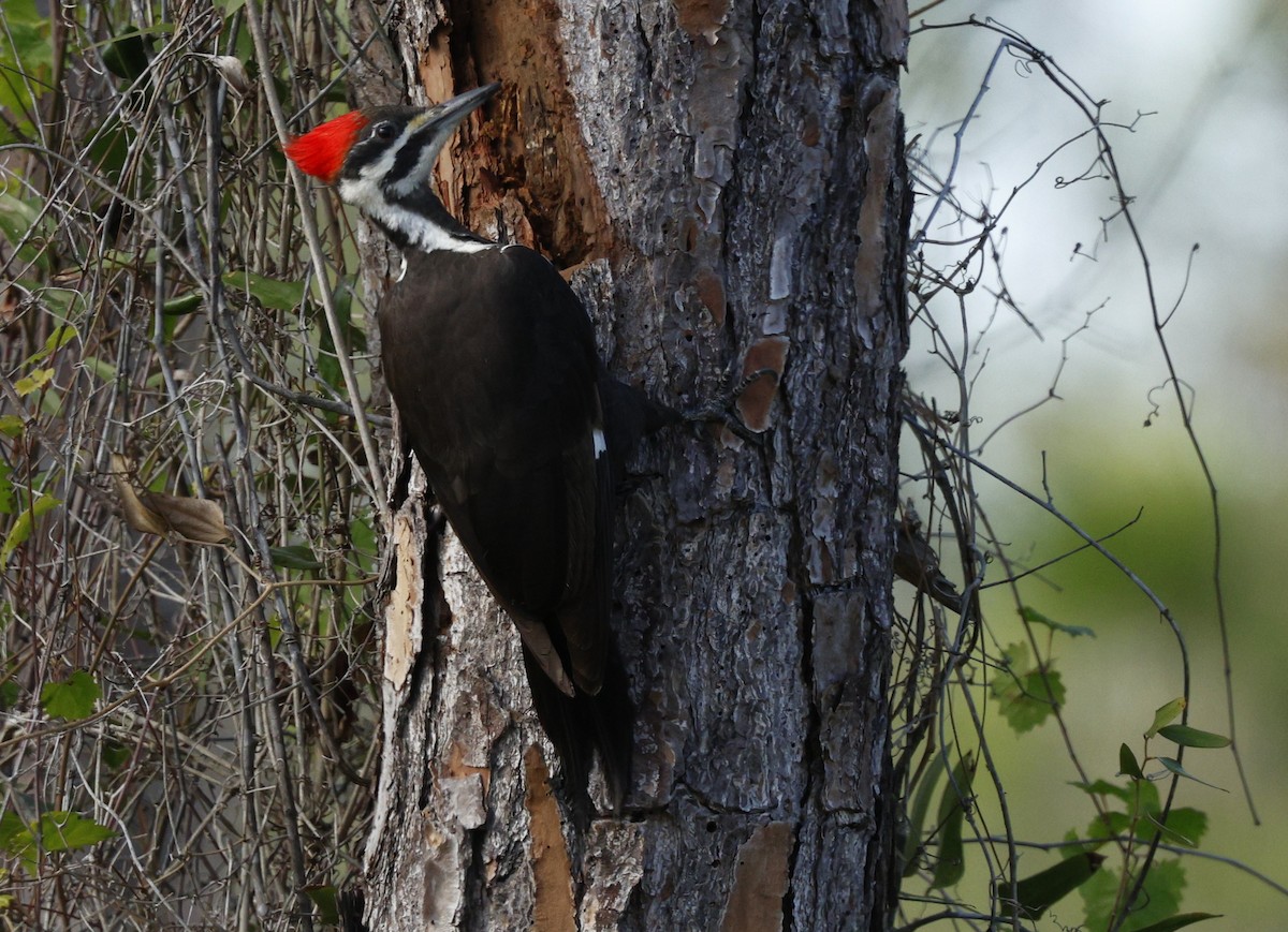 Pileated Woodpecker - ML628746556