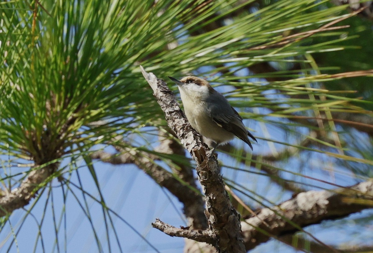 Brown-headed Nuthatch - ML628746637