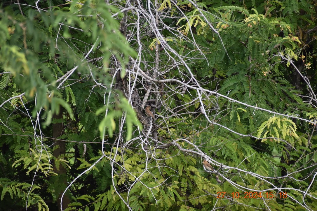 Indigo Bunting - ML628746759