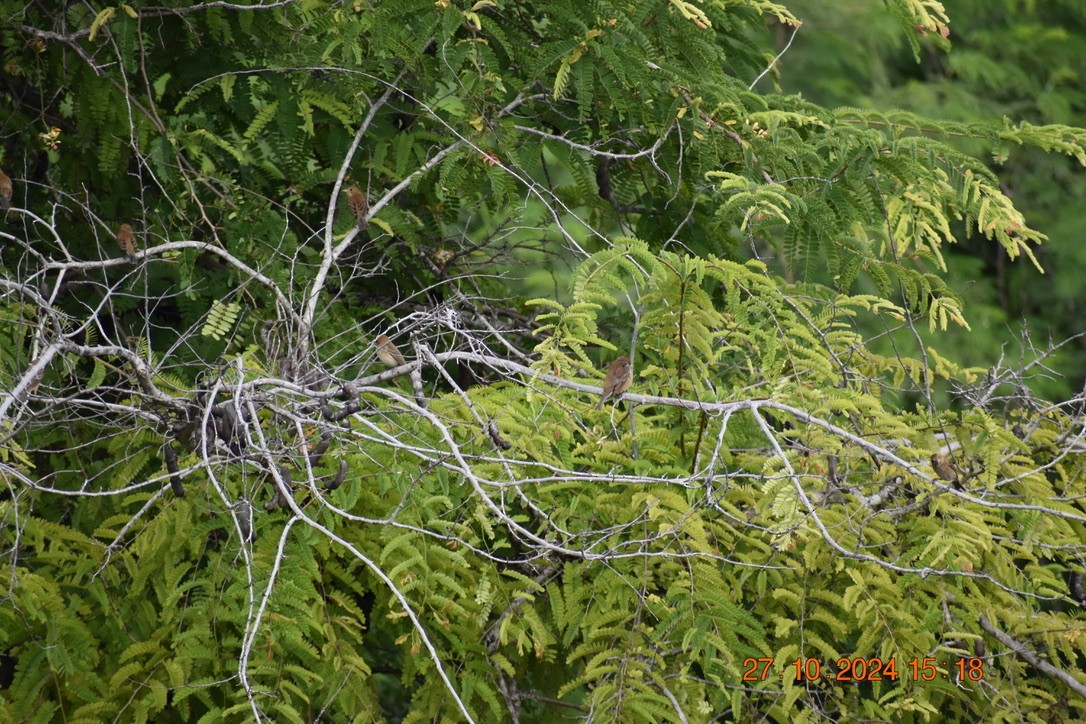 Indigo Bunting - ML628746763