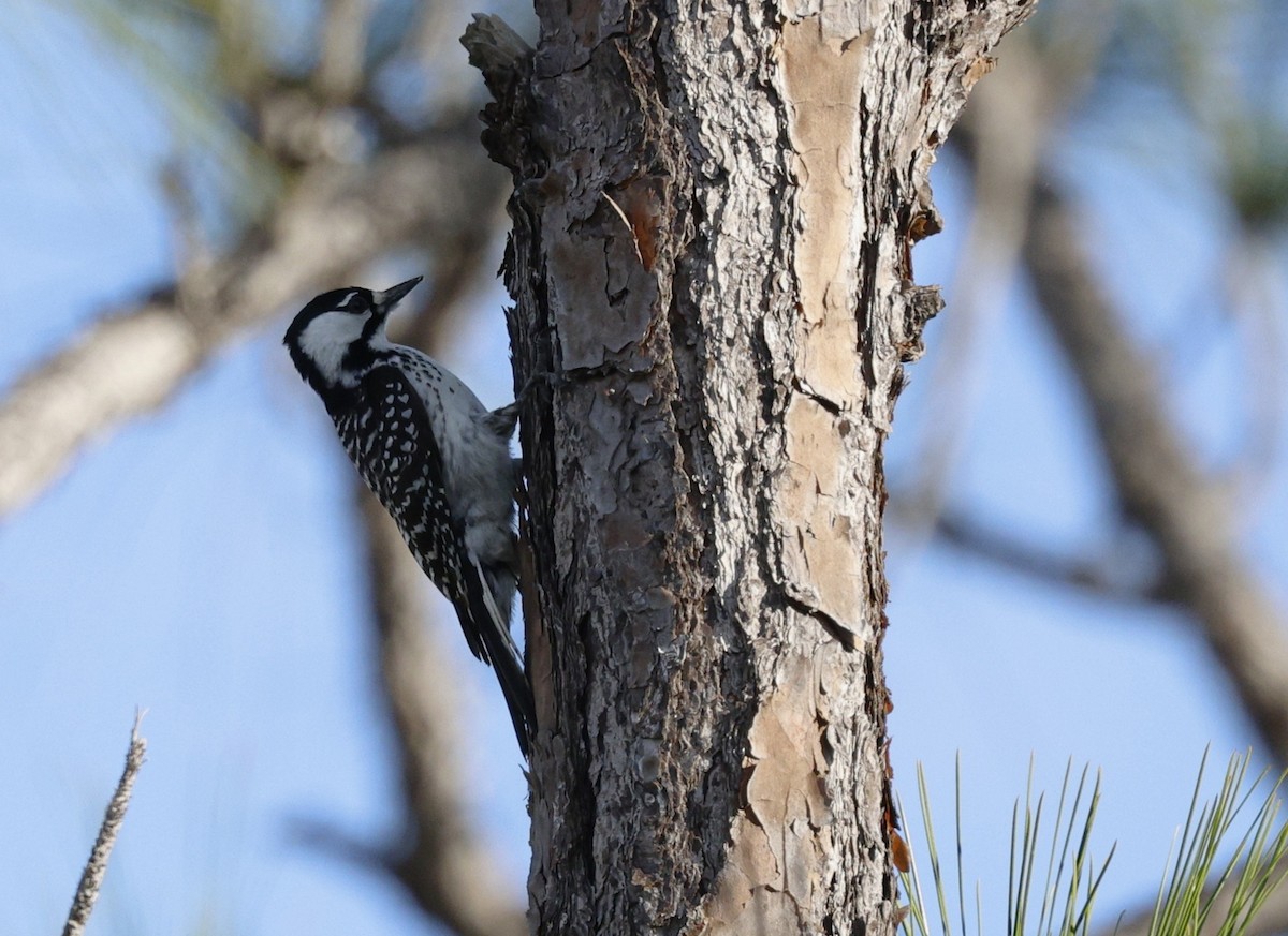 Red-cockaded Woodpecker - ML628746867