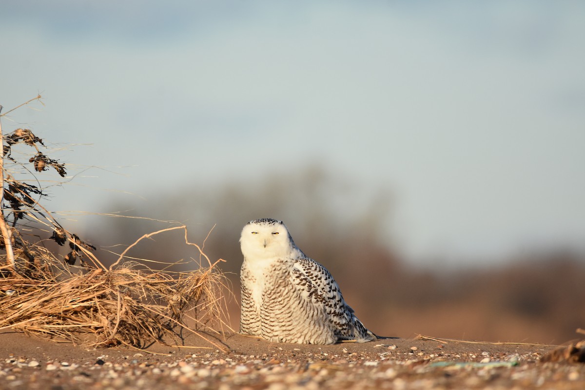 eBird Checklist - 7 Jan 2025 - Great Kills Park--Crookes Point - 4 species