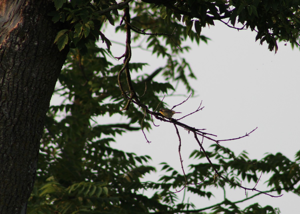 Common Yellowthroat - ML628747075