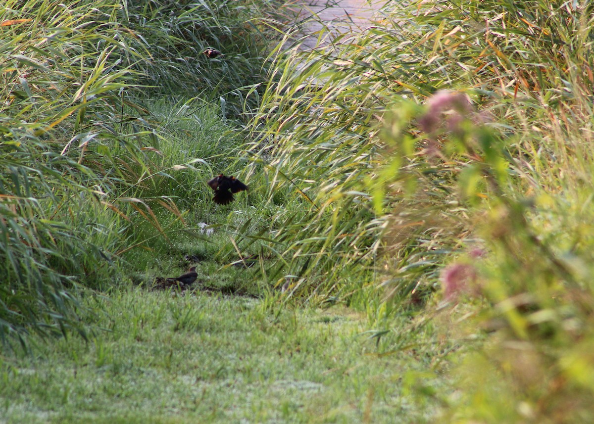 Red-winged Blackbird - ML628747182