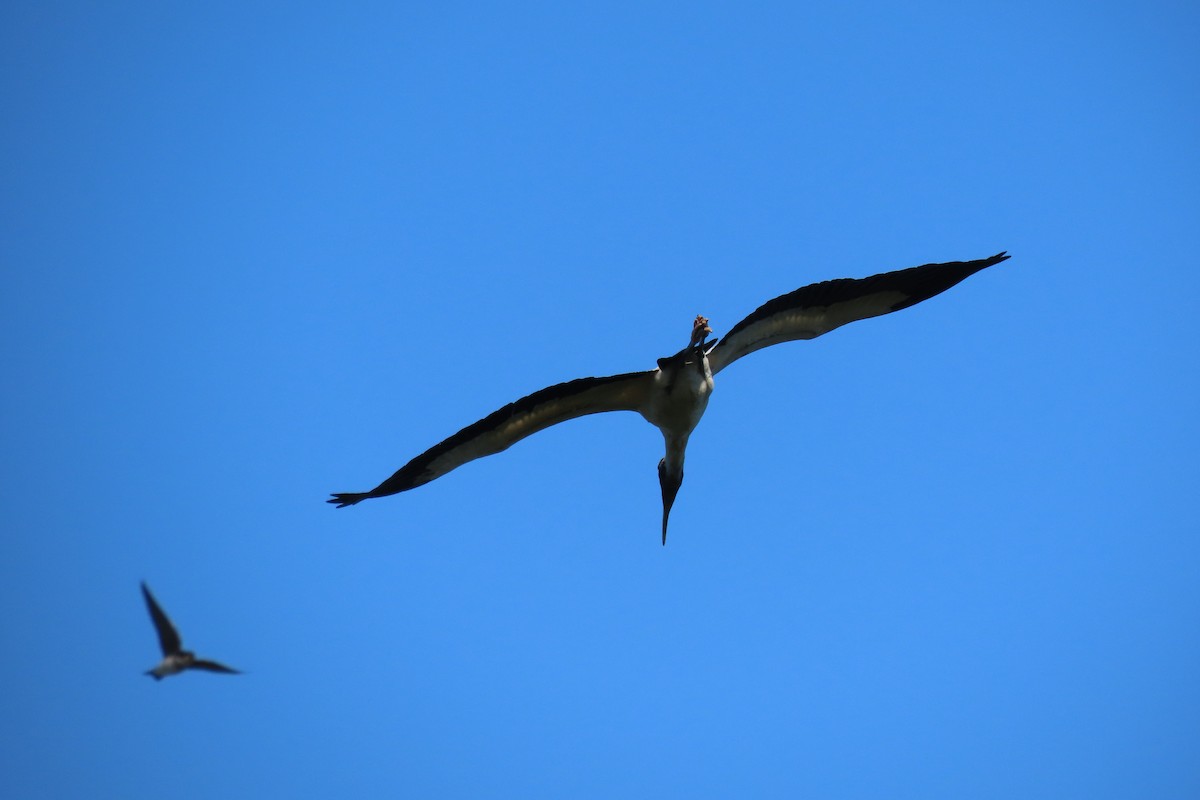 Wood Stork - ML628747227