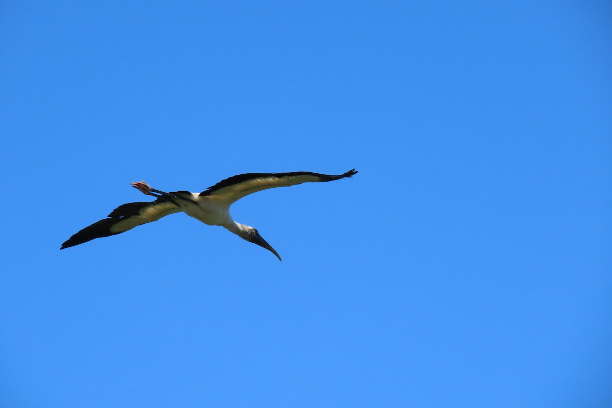 Wood Stork - ML628747228