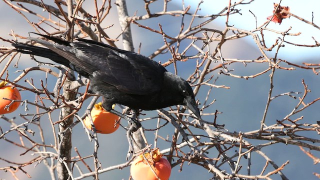 American Crow - ML628747363