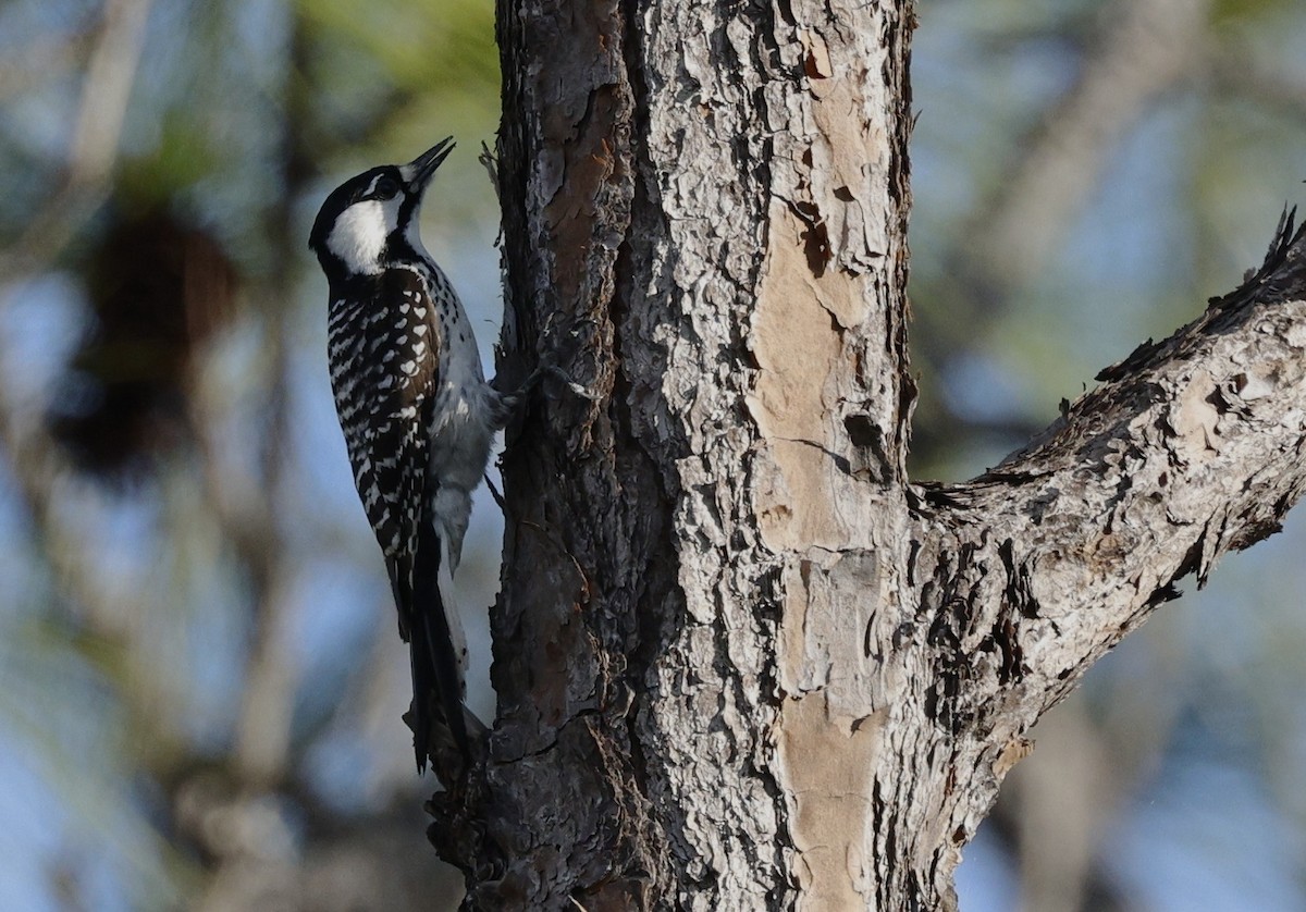 Red-cockaded Woodpecker - ML628747385