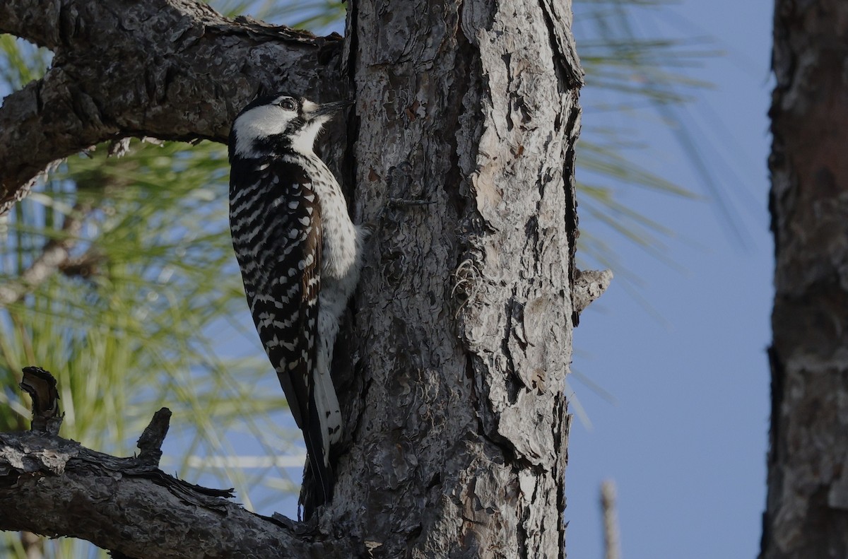 Red-cockaded Woodpecker - ML628747455