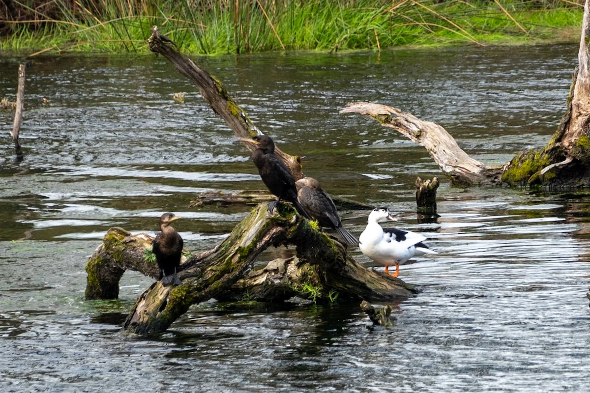 Muscovy Duck x Mallard (hybrid) - ML628747582