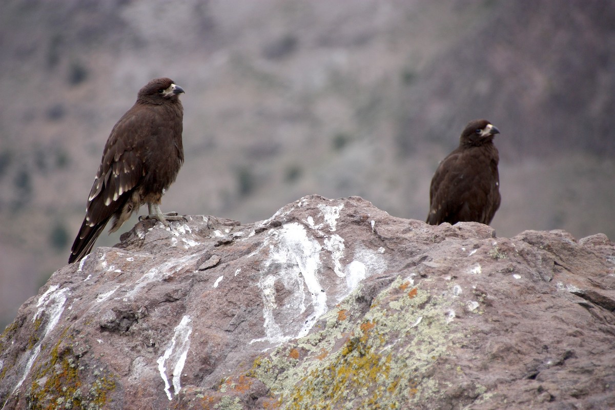 Caracara montagnard - ML628747675
