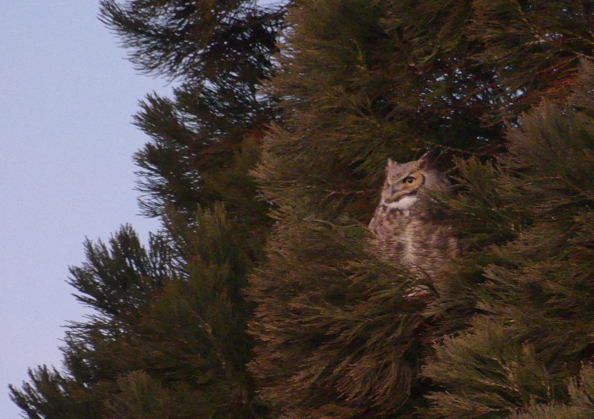 Great Horned Owl - ML628747703
