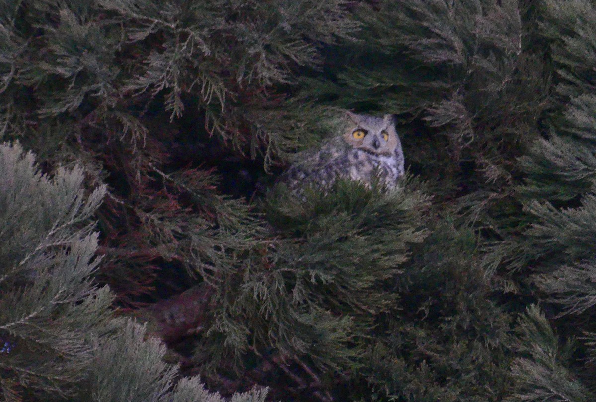 Great Horned Owl - ML628747704