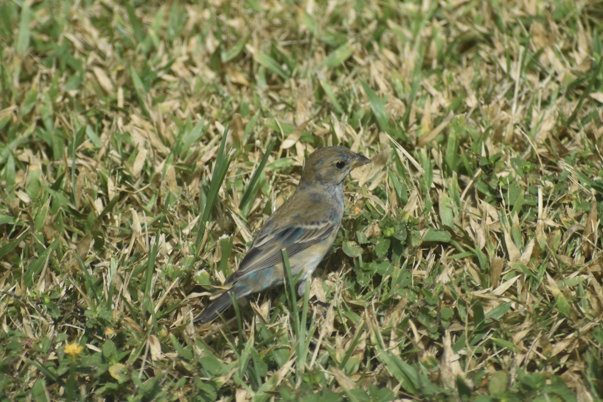 Indigo Bunting - ML628747743