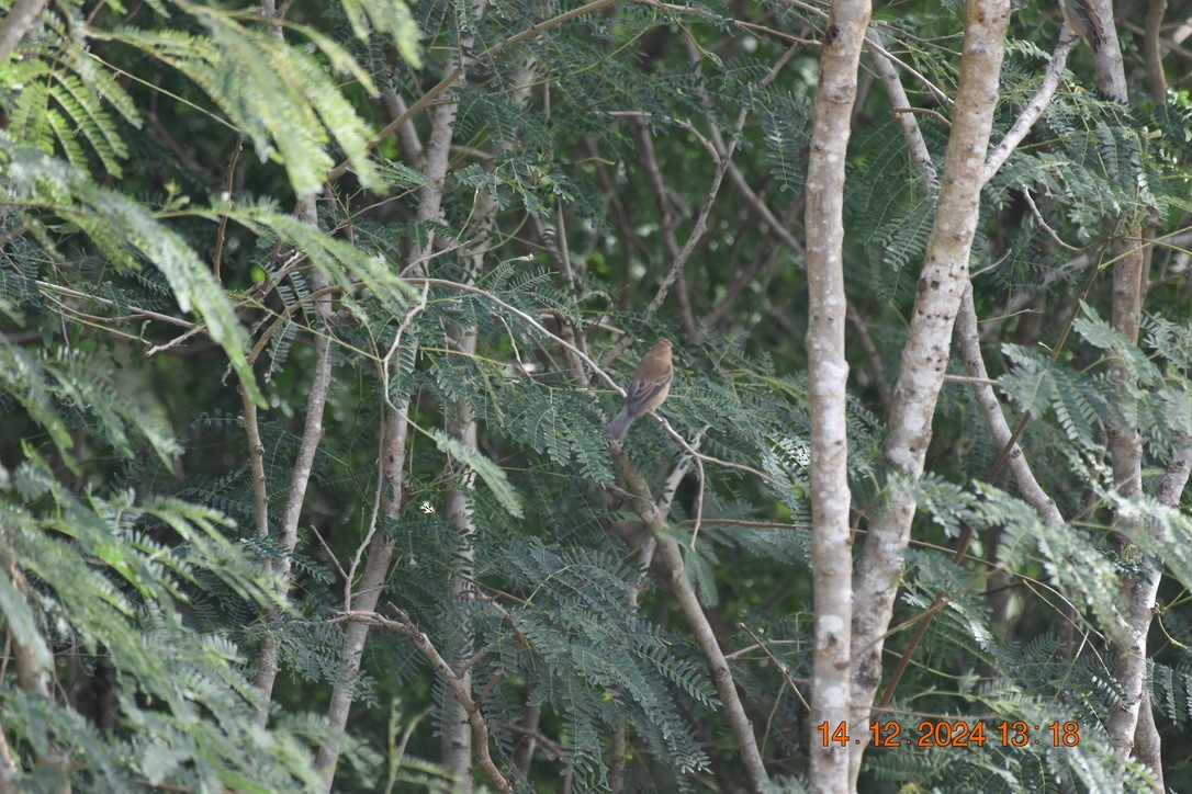 Indigo Bunting - ML628747758