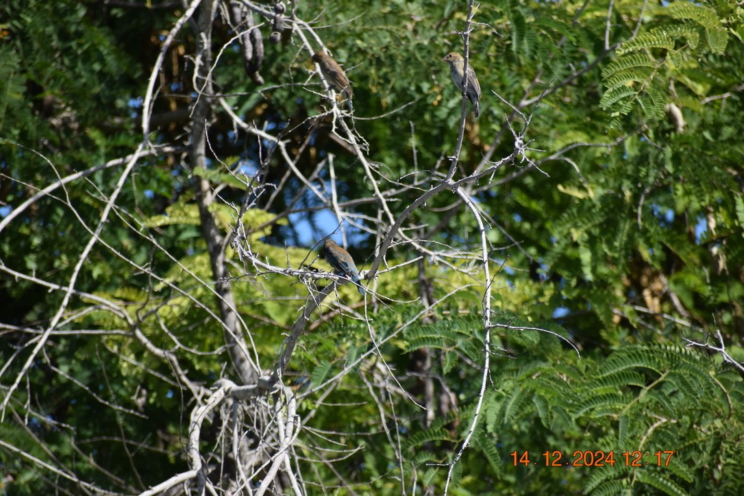 Indigo Bunting - ML628747770