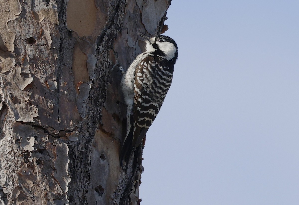 Red-cockaded Woodpecker - ML628747783