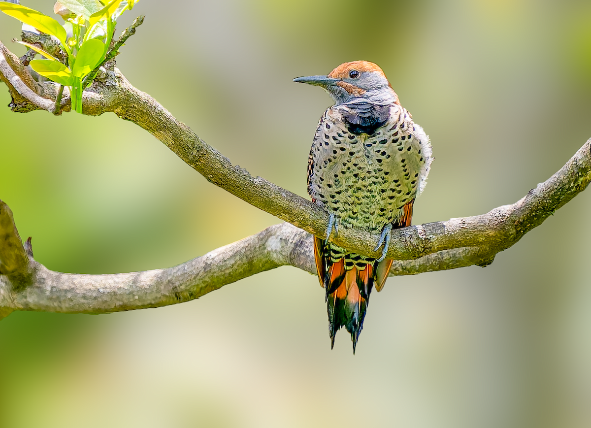 Guatemalan Flicker - ML628747942