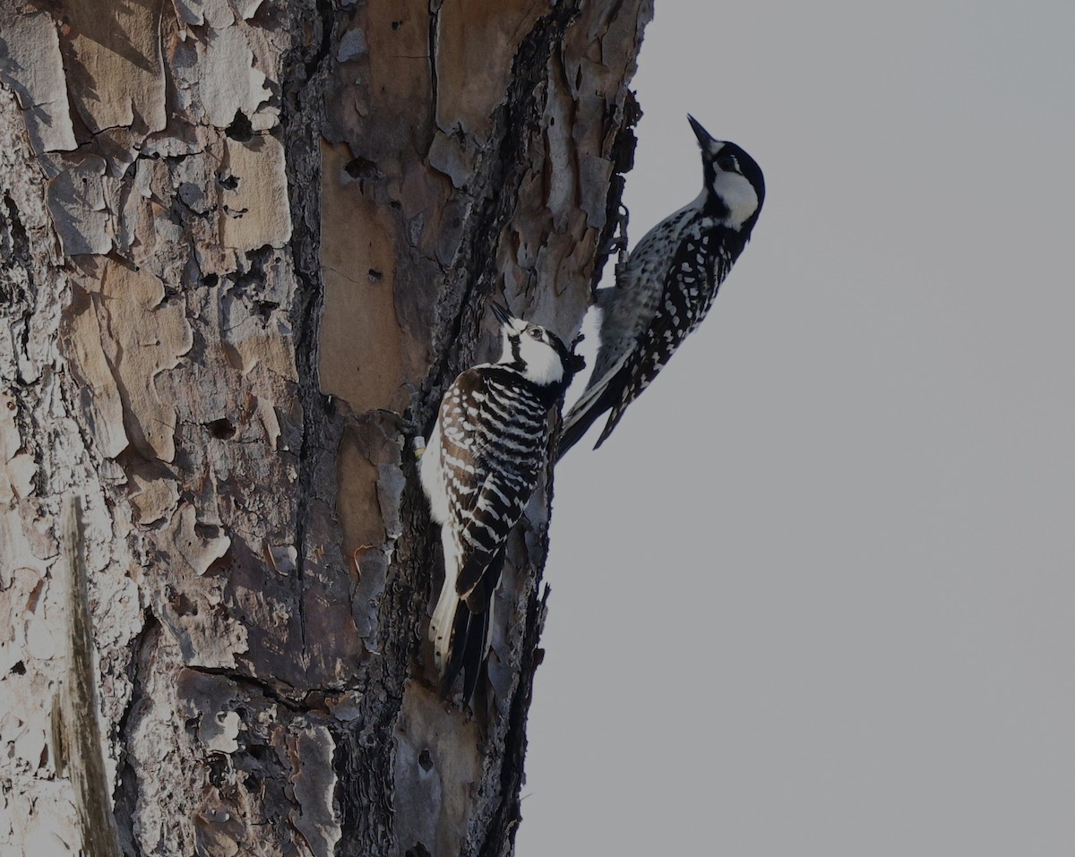 Red-cockaded Woodpecker - ML628748001