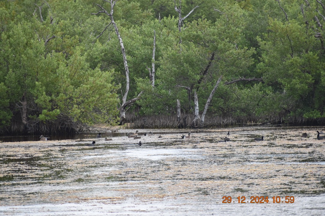 葡萄胸鴨 - ML628748343