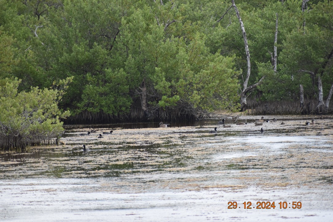 American Coot - ML628748348