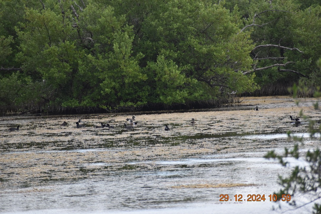 葡萄胸鴨 - ML628748349