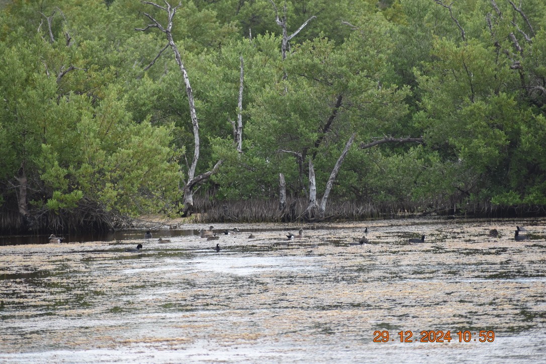 American Coot - ML628748359