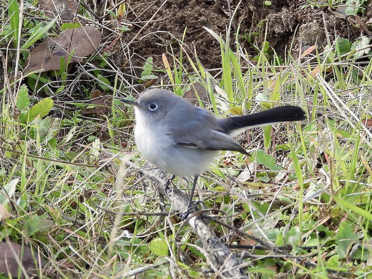 Blue-gray Gnatcatcher - ML628748382